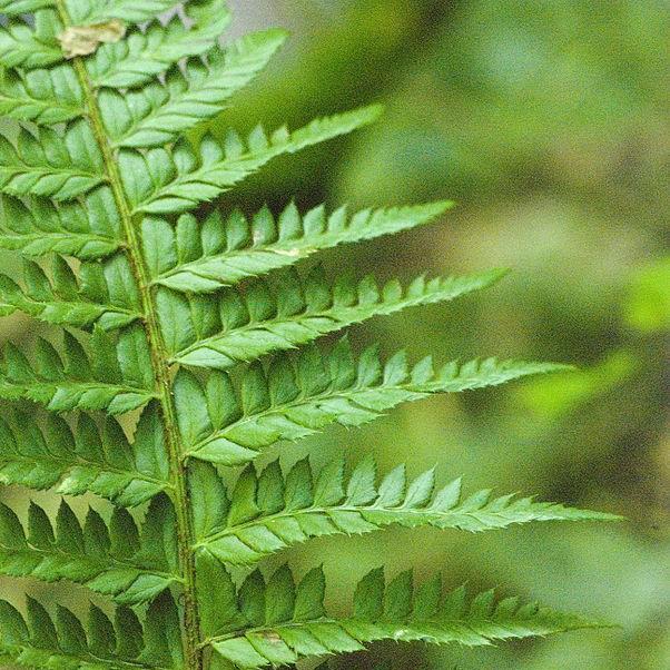 Hard shield fern; prickly shield fern in the GardenTags plant encyclopedia