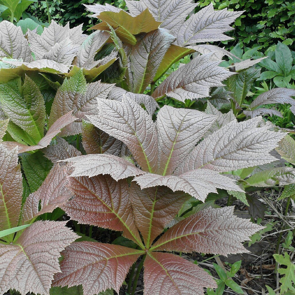 Rodgersia podophylla Rotlaub in the GardenTags plant encyclopedia