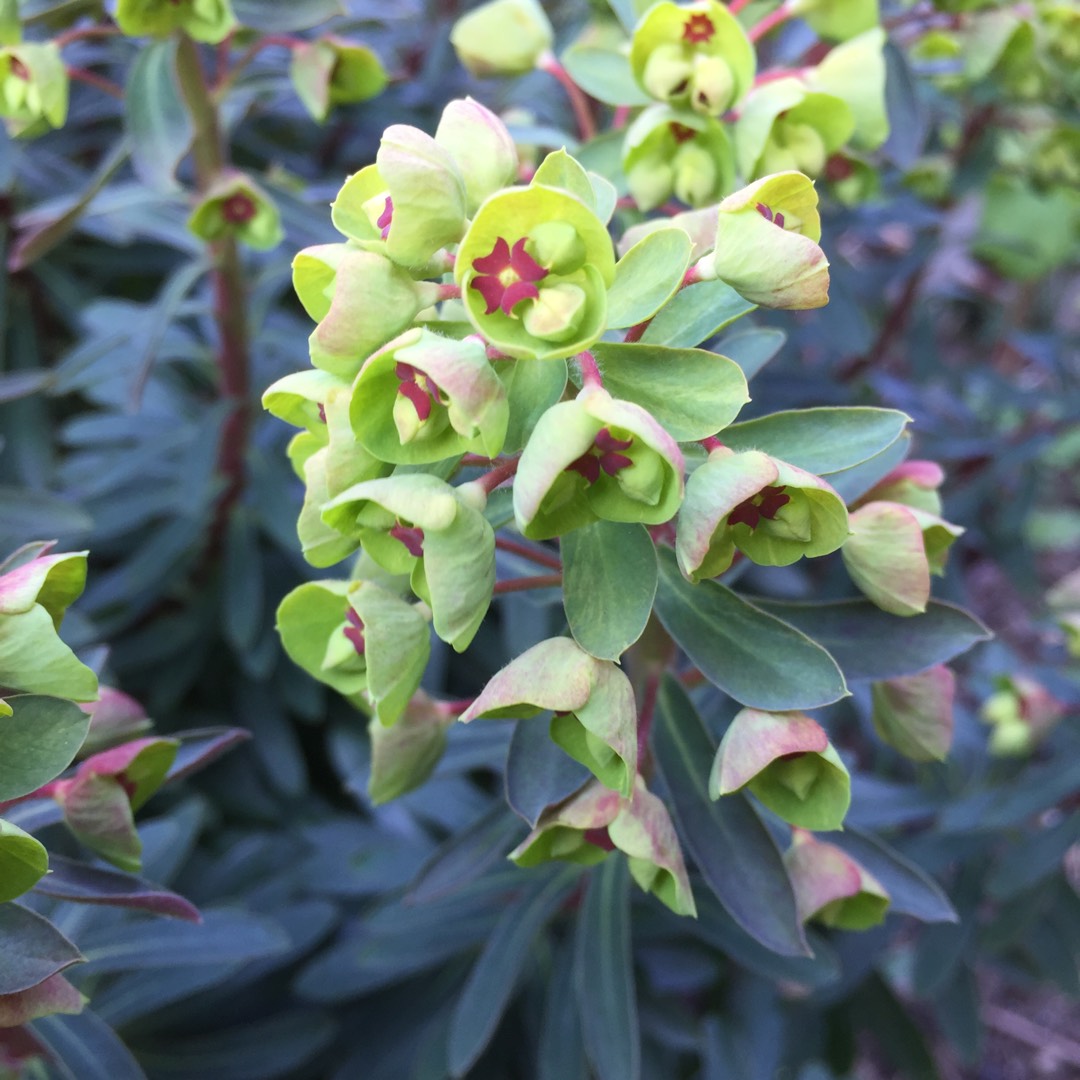 Spurge Redwing in the GardenTags plant encyclopedia