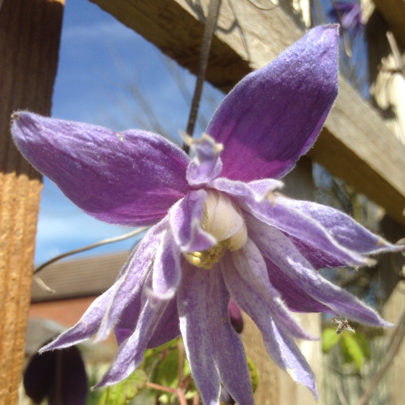 Clematis alpina Frankie in the GardenTags plant encyclopedia