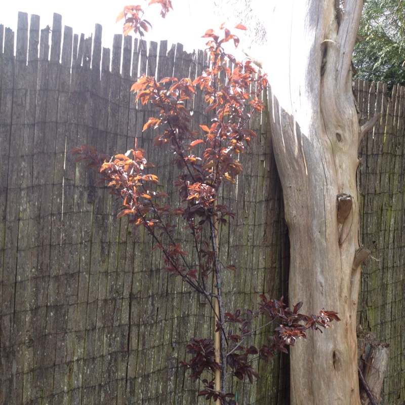 Black Cherry Plum in the GardenTags plant encyclopedia