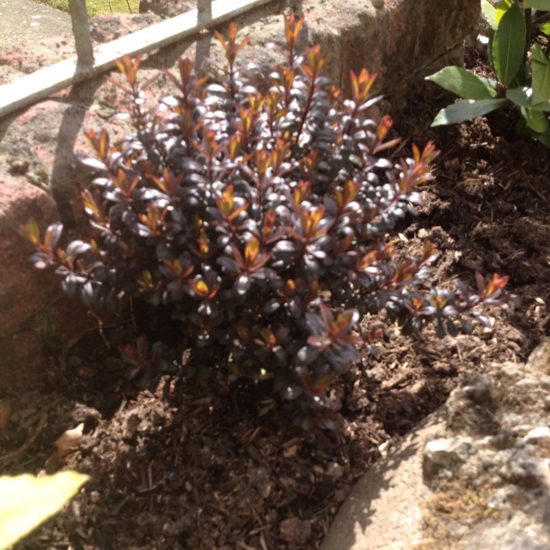 Shrubby Veronica  Bronze Glow in the GardenTags plant encyclopedia