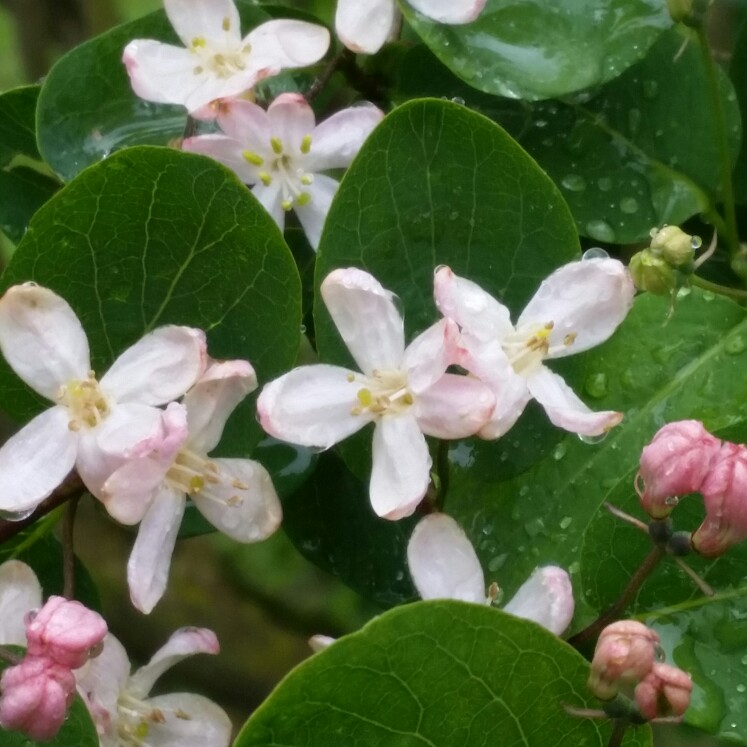 Honeysuckle Floribunda in the GardenTags plant encyclopedia