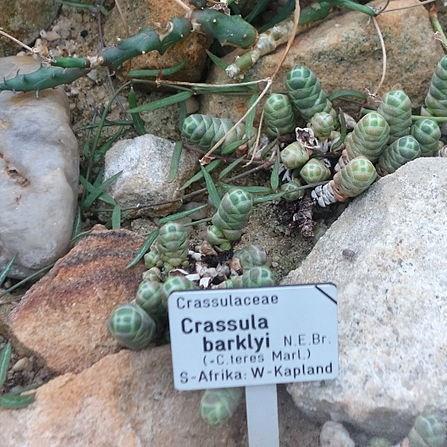 Crassula Barklyi in the GardenTags plant encyclopedia