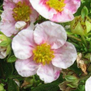 Shrubby cinquefoil  Princess in the GardenTags plant encyclopedia