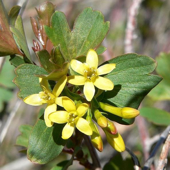 Golden Currant in the GardenTags plant encyclopedia