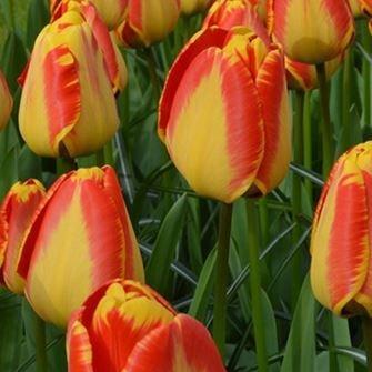 Tulip Banja Luka (Darwin Hybrid) in the GardenTags plant encyclopedia