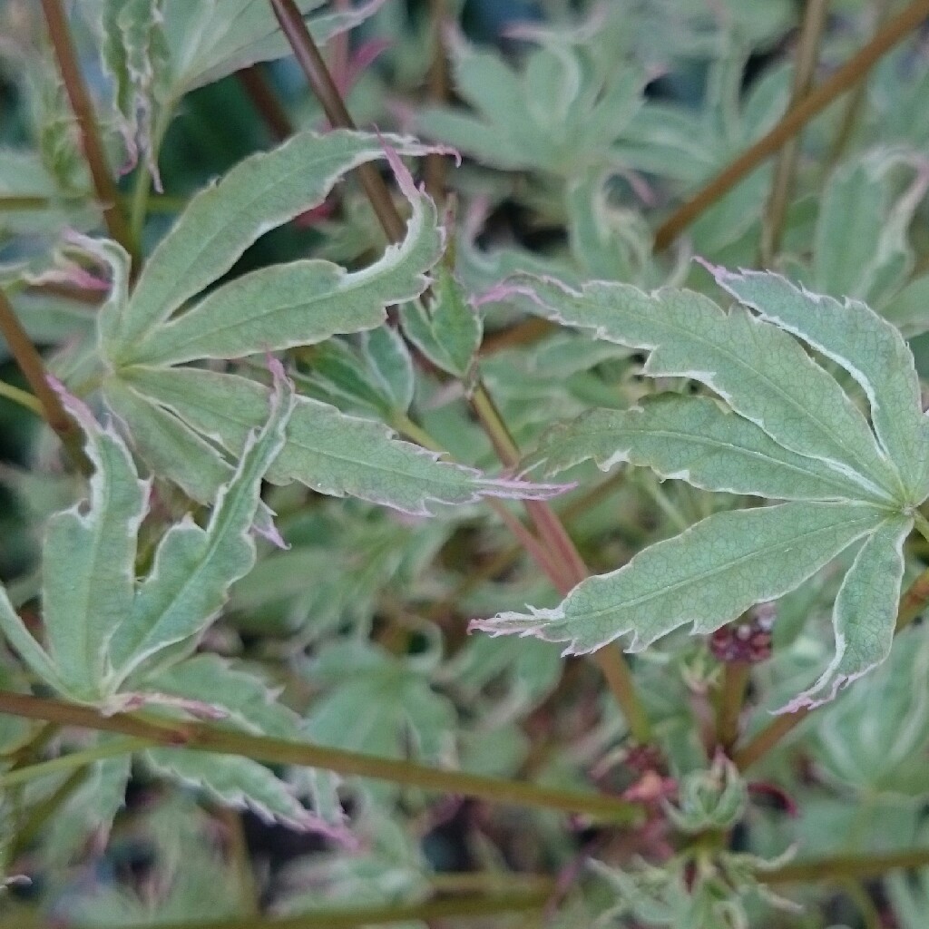 Japanese Maple Butterfly in the GardenTags plant encyclopedia