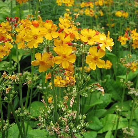 Candelabra Primrose in the GardenTags plant encyclopedia