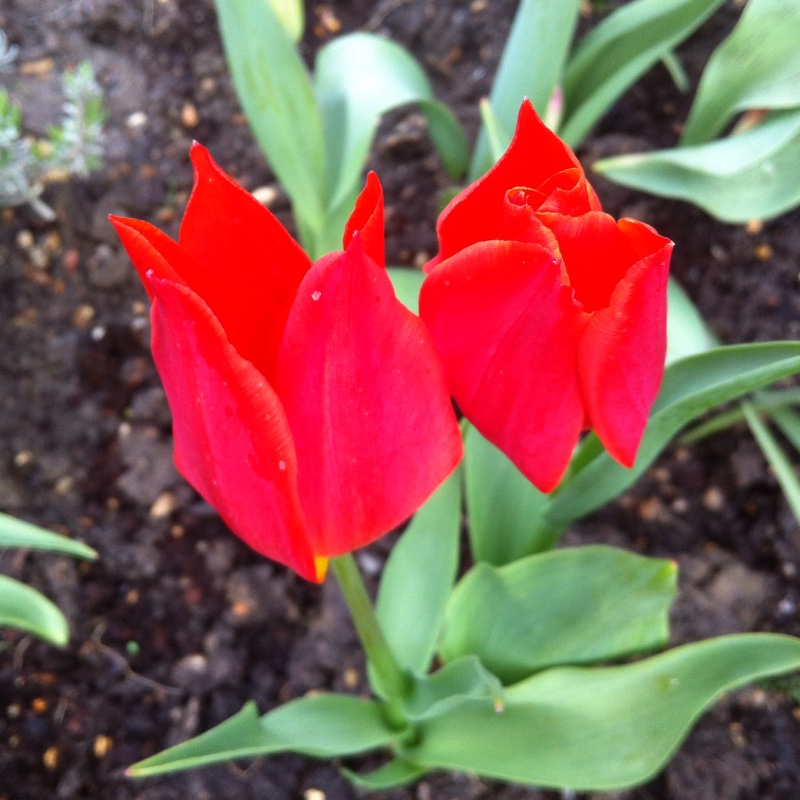 Tulip Synaeda Orange (Lily-flowered) in the GardenTags plant encyclopedia