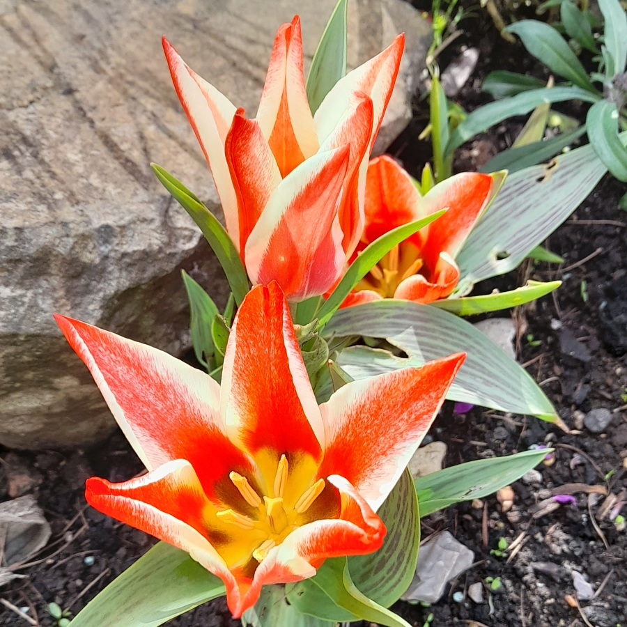 Tulip Quebec (Greigii) in the GardenTags plant encyclopedia