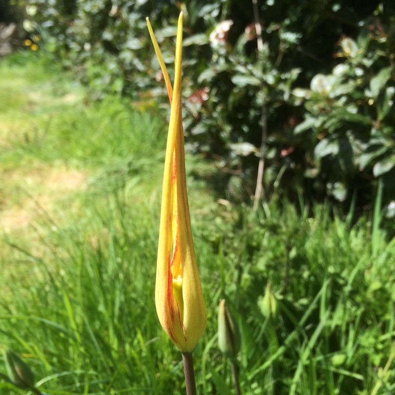 Tulip (Species) Horned Tulip in the GardenTags plant encyclopedia