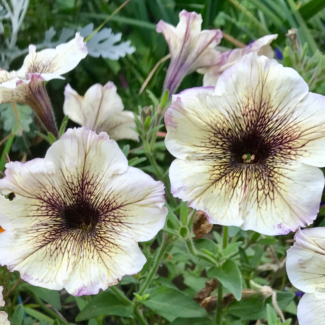 Trailing petunia Cappuccino in the GardenTags plant encyclopedia