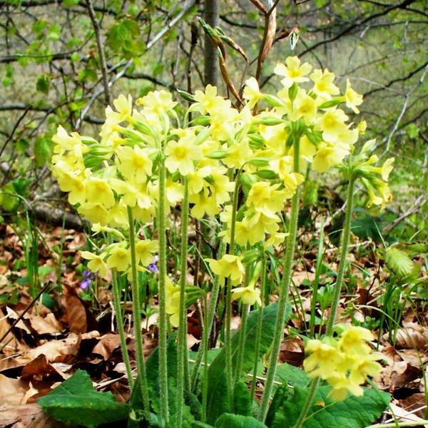 Oxlip in the GardenTags plant encyclopedia