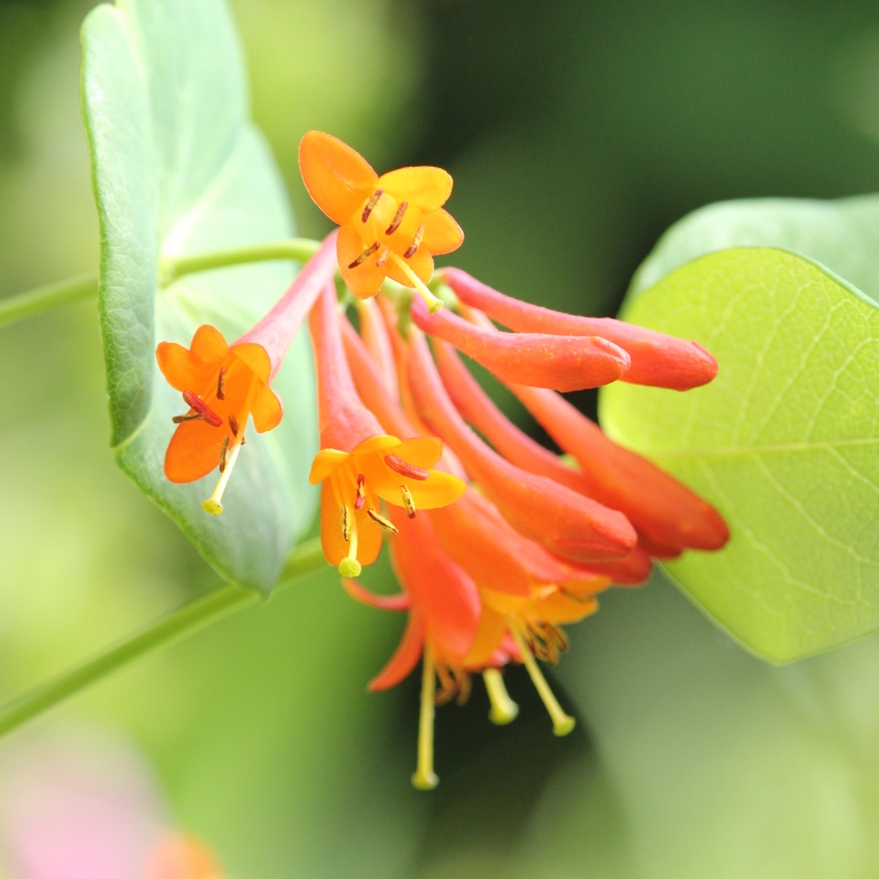 Honeysuckle Dropmore Scarlet in the GardenTags plant encyclopedia