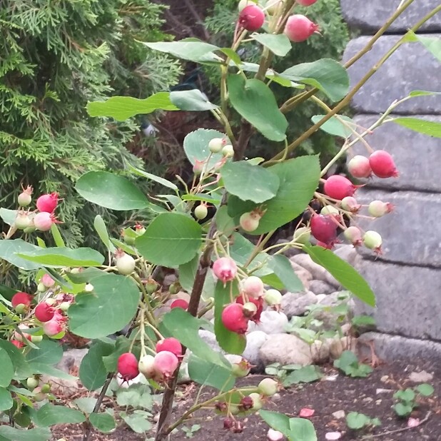 Saskatoon in the GardenTags plant encyclopedia