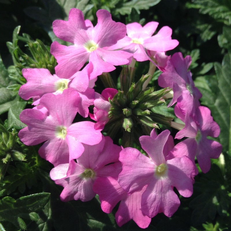 Verbena Aztec Orchid Magic in the GardenTags plant encyclopedia