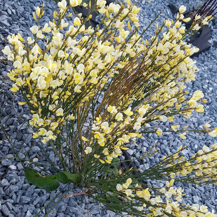 Warminster Broom Warminster in the GardenTags plant encyclopedia