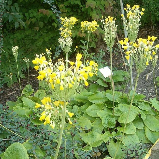 Giant cowslip in the GardenTags plant encyclopedia