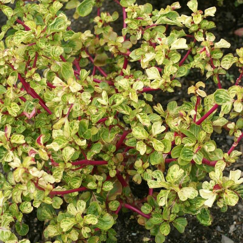 Variegated Bloodleaf in the GardenTags plant encyclopedia