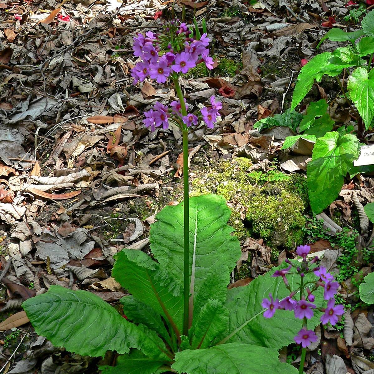 Japanese primrose in the GardenTags plant encyclopedia