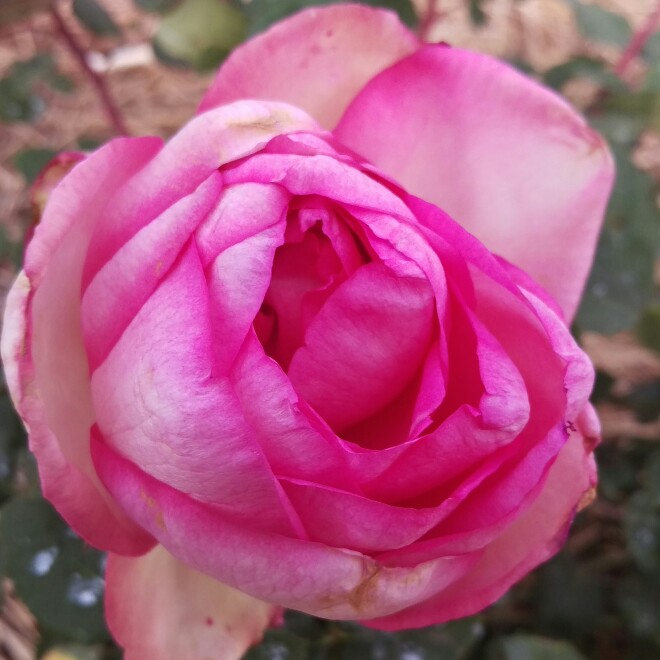 Rose Perfume Passion in the GardenTags plant encyclopedia