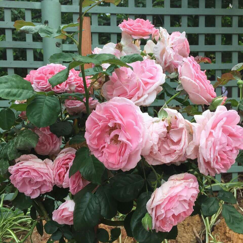 Rose Dearest in the GardenTags plant encyclopedia