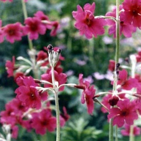 Candelabra primrose in the GardenTags plant encyclopedia