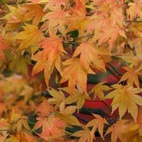 Japanese Maple Katsura in the GardenTags plant encyclopedia