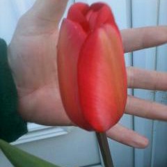 Tulip Red Impression (Darwin Hybrid) in the GardenTags plant encyclopedia