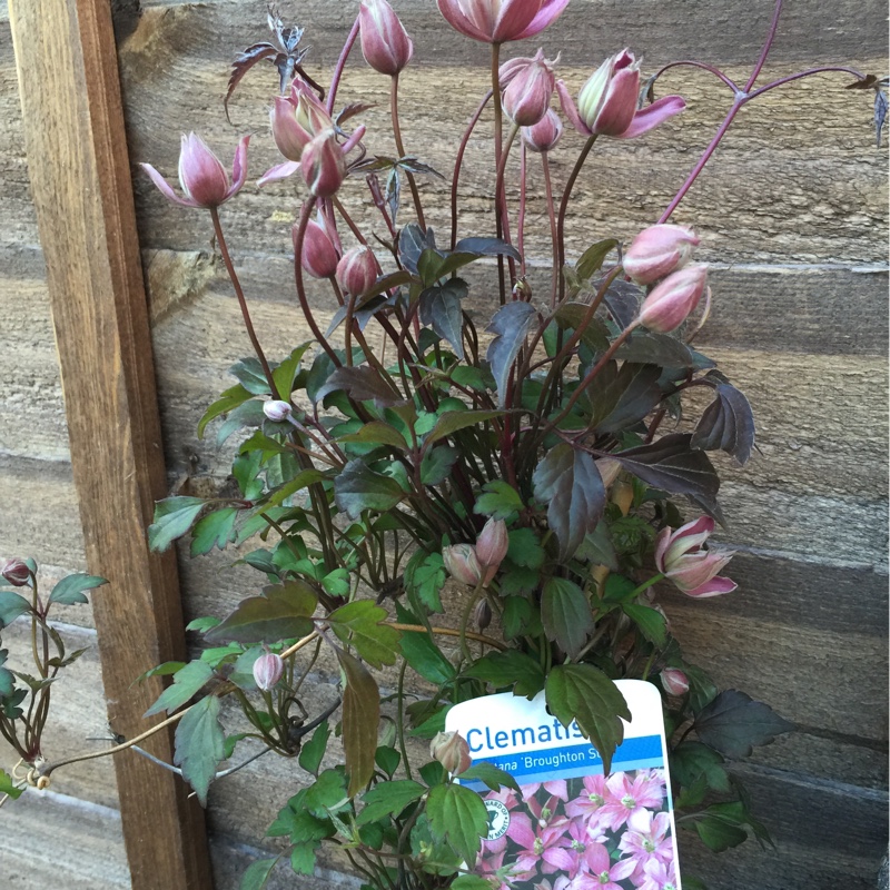 Clematis montana Broughton Star in the GardenTags plant encyclopedia