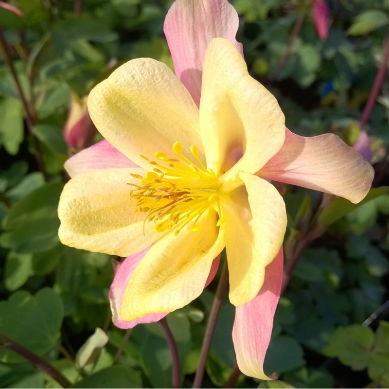 Columbine Swan Pink And Yellow in the GardenTags plant encyclopedia