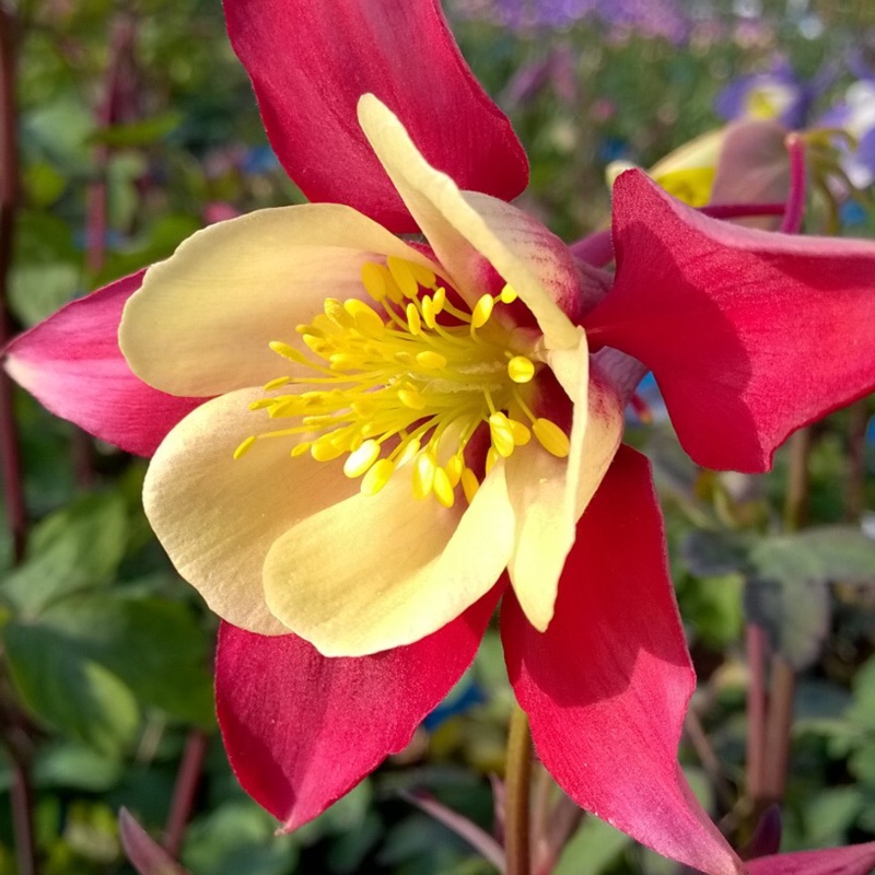 Columbine Swan Red and White in the GardenTags plant encyclopedia