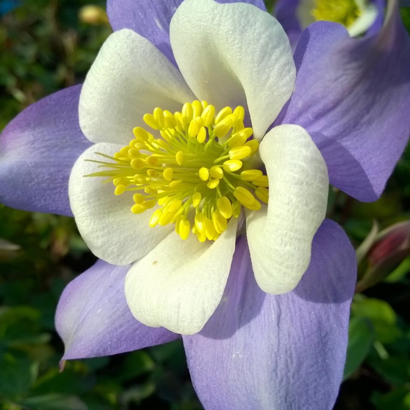 Columbine Swan Blue and White in the GardenTags plant encyclopedia