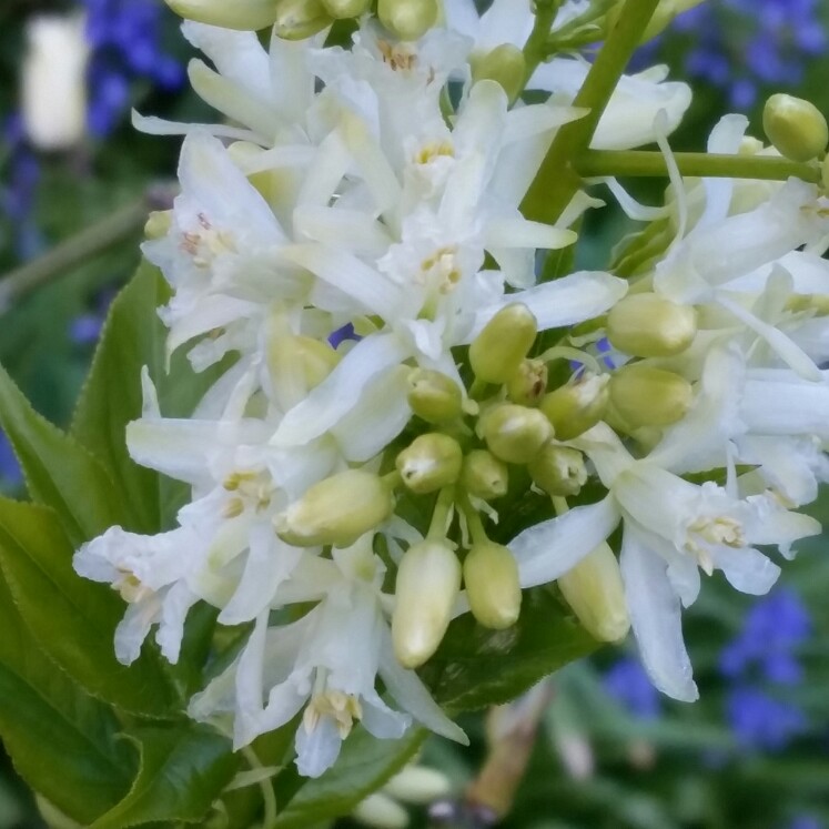 Ivory-flowered bladdernut in the GardenTags plant encyclopedia