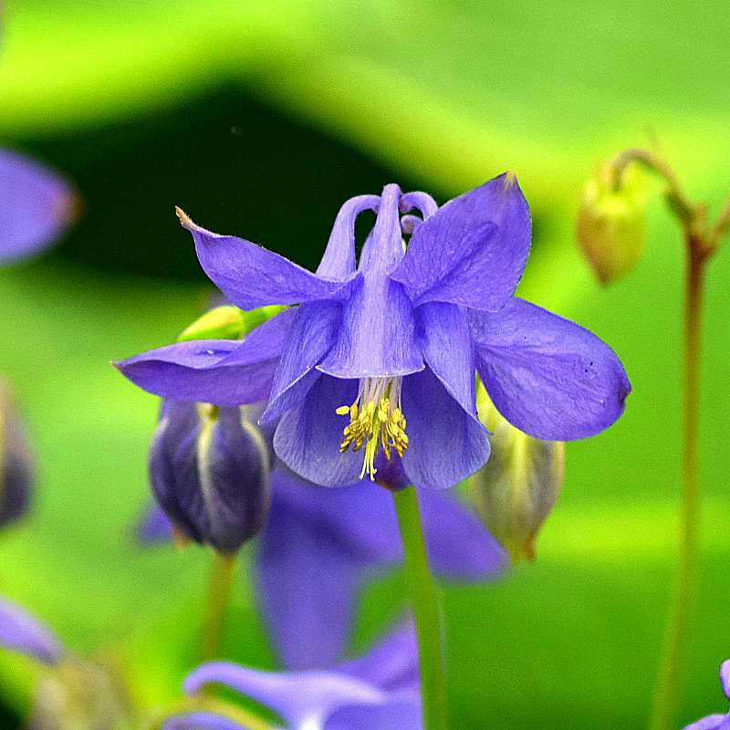 Columbine Hensoll Harebell in the GardenTags plant encyclopedia