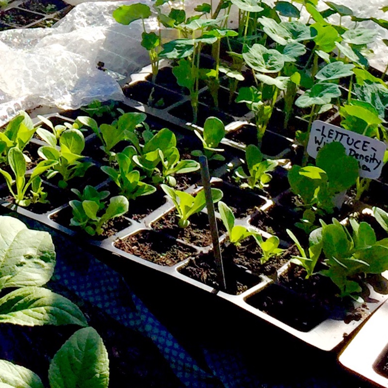 Lettuce Winter Density (Cos/Romaine) in the GardenTags plant encyclopedia