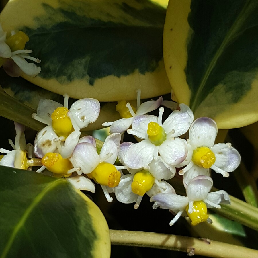 Japanese Holly Variegated in the GardenTags plant encyclopedia