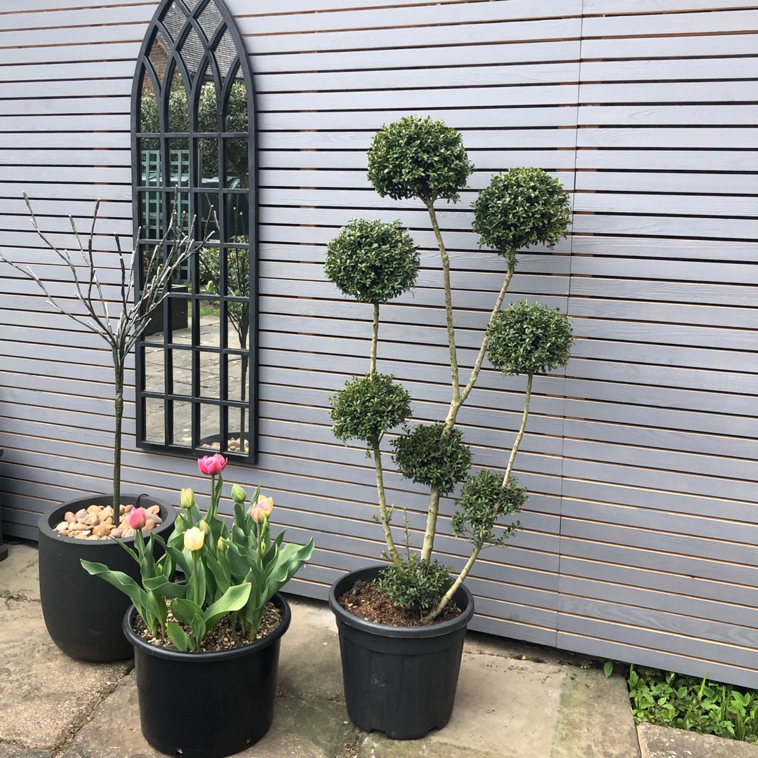 Japanese Holly in the GardenTags plant encyclopedia