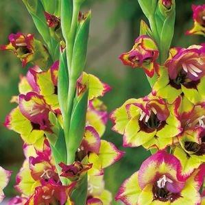 Gladioli Flevo Kosmic (Small-flowered) in the GardenTags plant encyclopedia