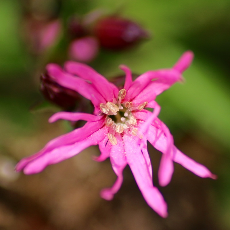 Ragged Robin Nana in the GardenTags plant encyclopedia