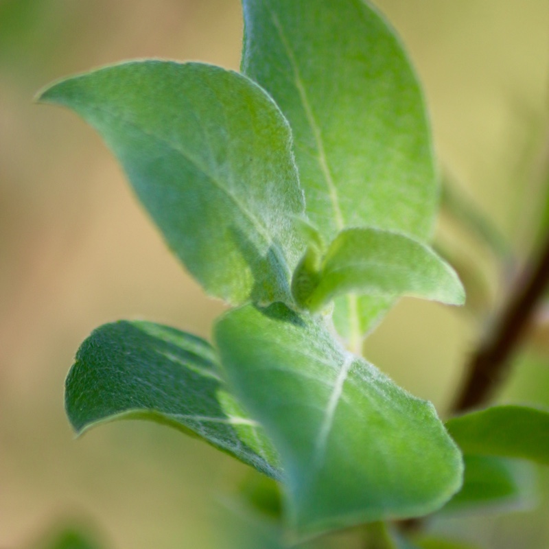 Eared Willow in the GardenTags plant encyclopedia