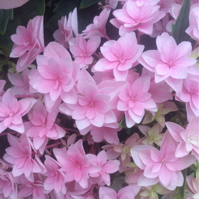 Hydrangea Love in the GardenTags plant encyclopedia