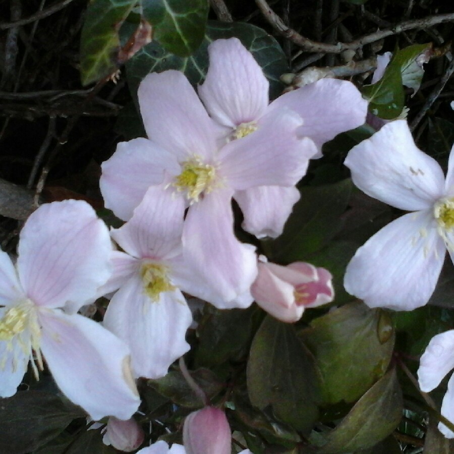 Clematis Rubens in the GardenTags plant encyclopedia