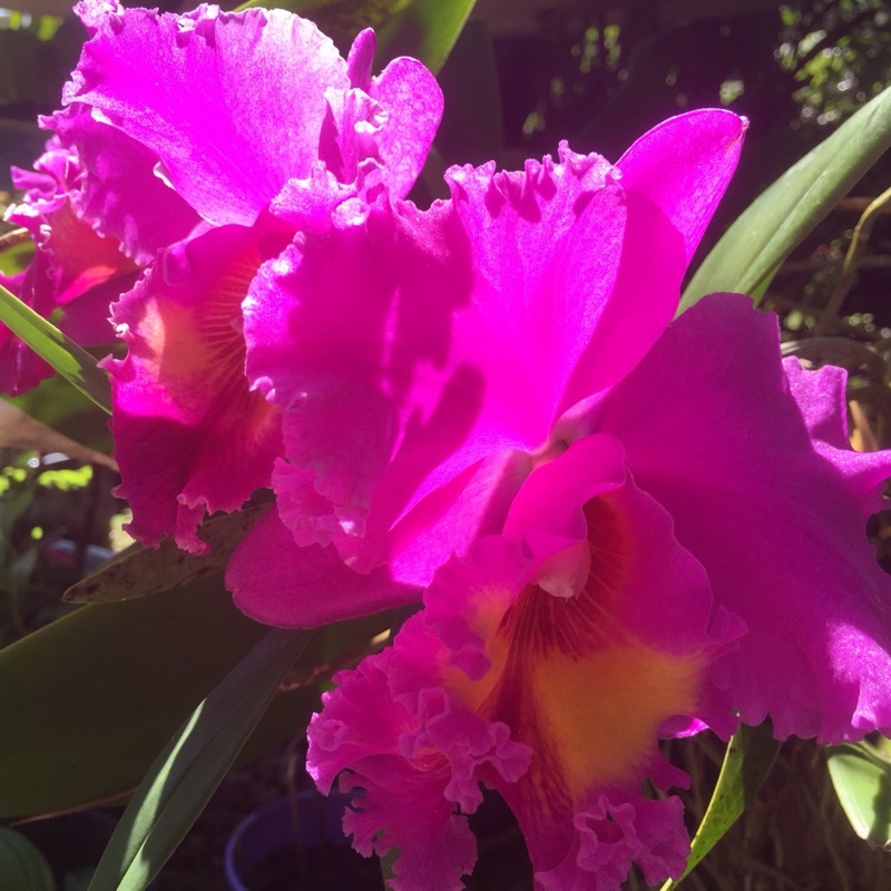 Cattleya Orchid in the GardenTags plant encyclopedia