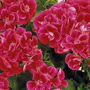 Pelargonium Spanish Wine Burgundy (Zonal) in the GardenTags plant encyclopedia