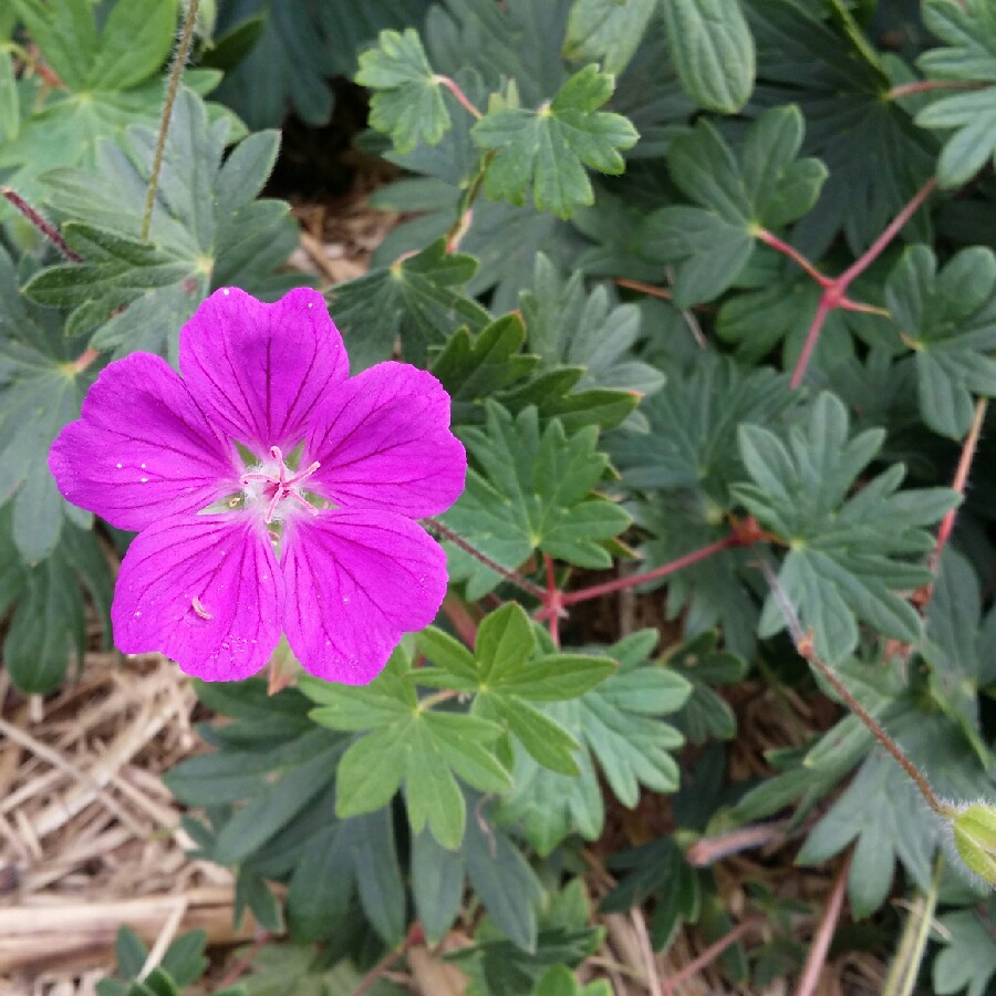 Geranium Khan in the GardenTags plant encyclopedia