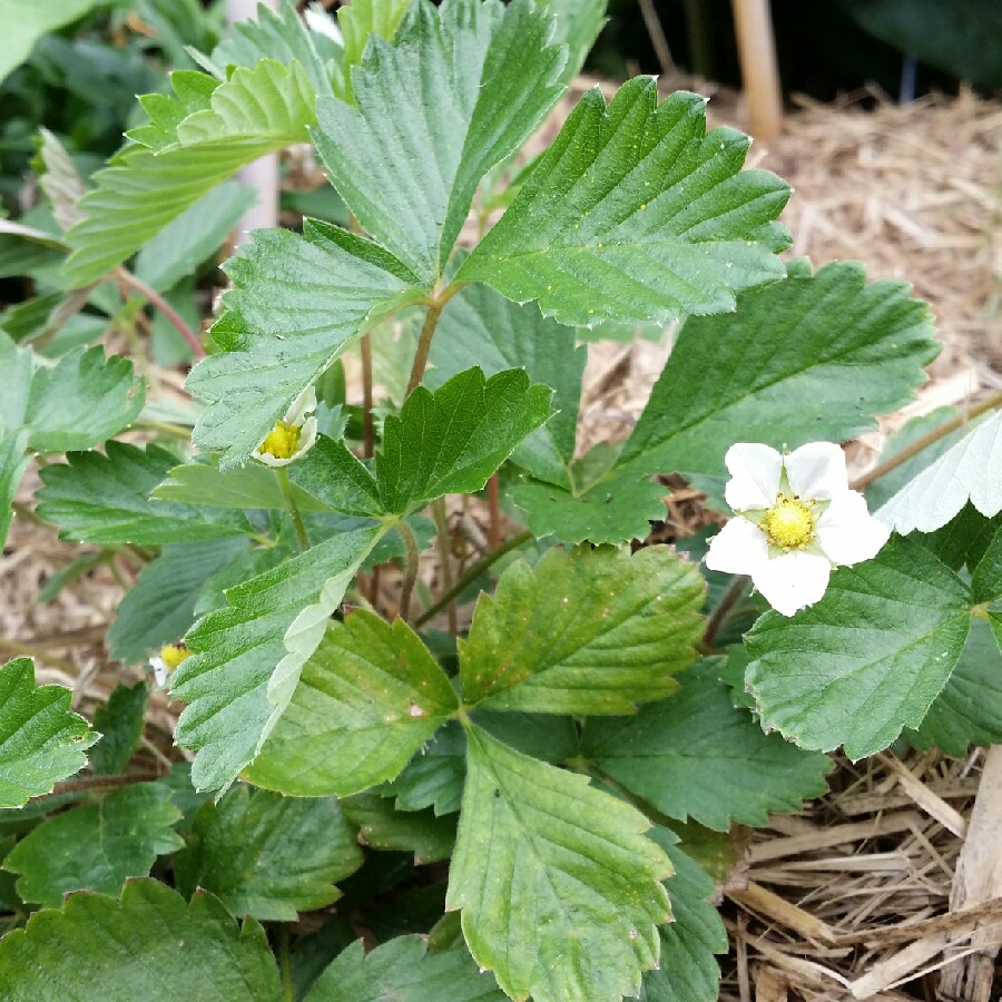 Woodland Strawberry White Soul in the GardenTags plant encyclopedia