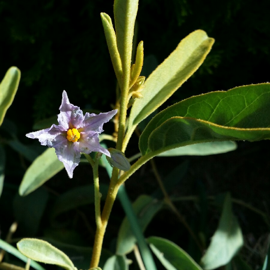 Australian Bush Tomato in the GardenTags plant encyclopedia