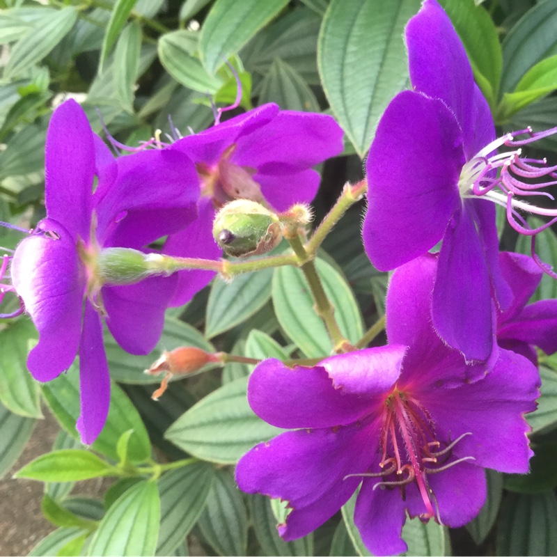 Glory Bush Jules in the GardenTags plant encyclopedia